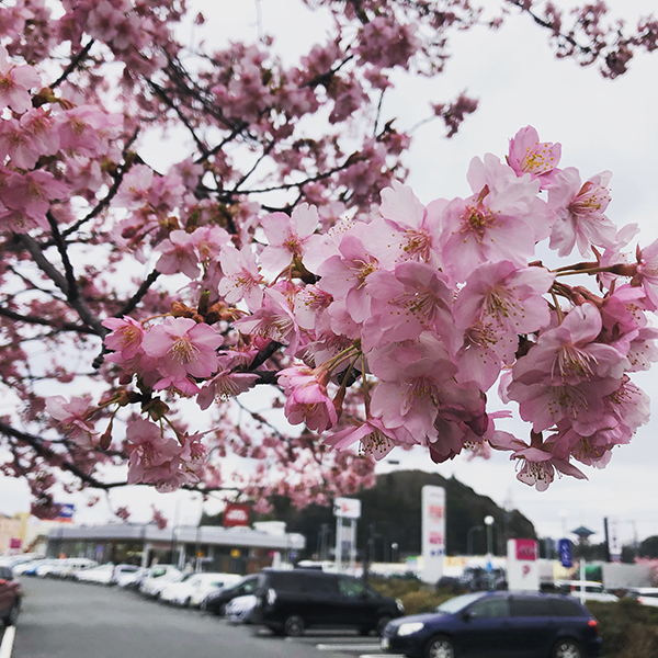 成田市街路樹の梅